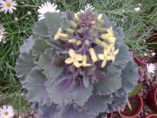Brassica oleracea-Le Chou d'ornement 588114Photo002