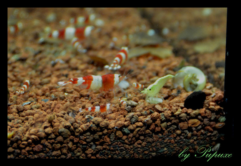 Info maintenance Caridina cf. cantonensis 589186redyellow