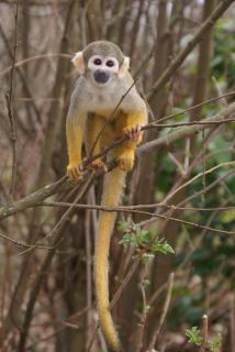 "La Vallée des Singes" 592222DSC02585