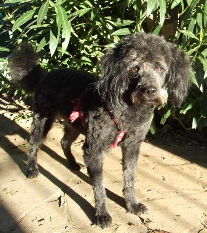 LUCKY CANICHE MALE DE 1 AN CSCA BEZIERS 34500 (HERAULT) 601192LUCKY