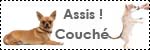 Forum Chihuahua : Mini Dog's Chihuahua 606936icone_education