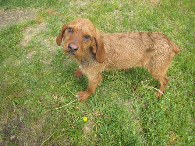 (résolu) Trouvé petit chien roux M type chasse près de Pertuis (84) 607816IMG_3118