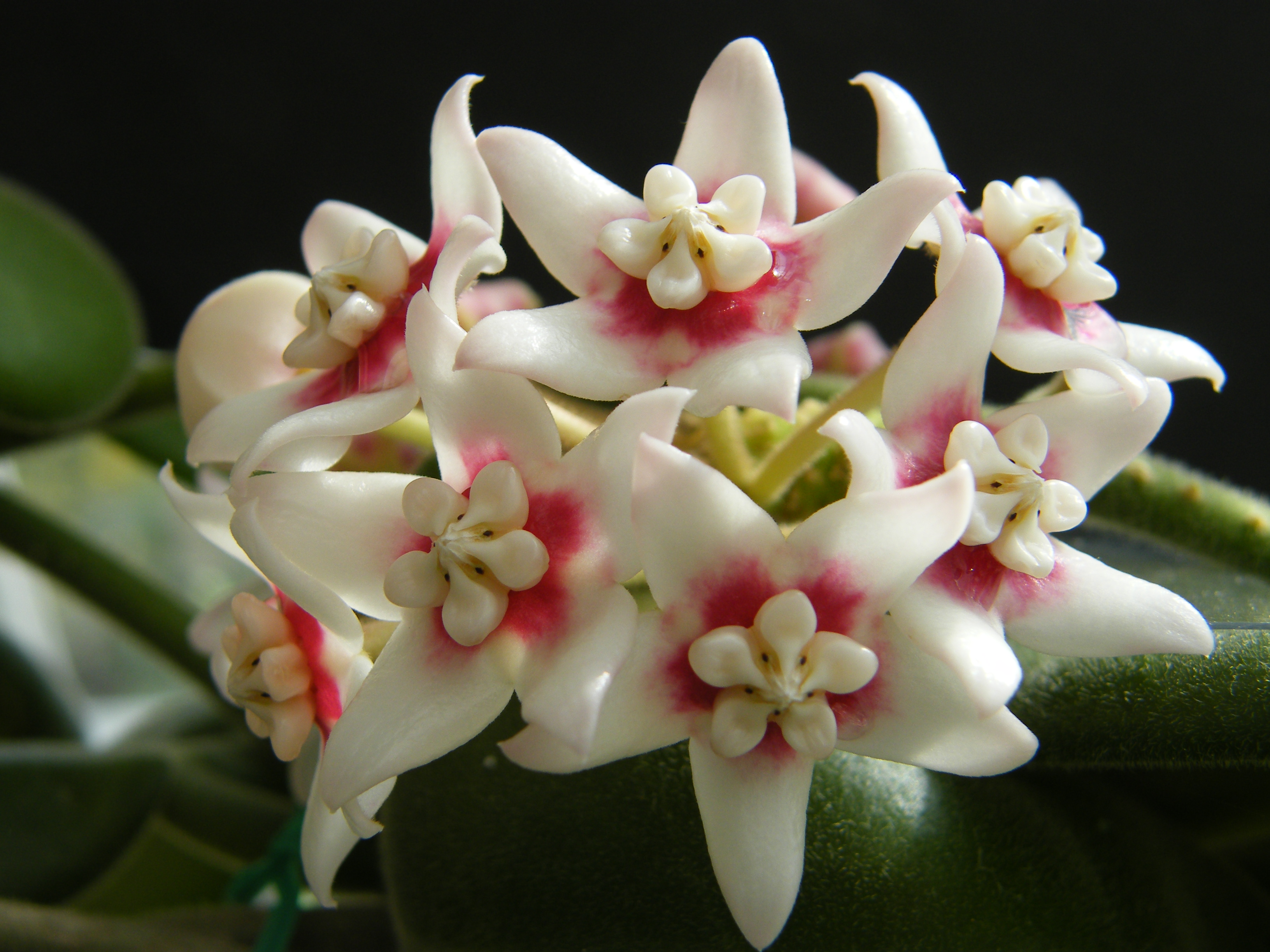 HOYA CALYCINA 614861Mars2011337