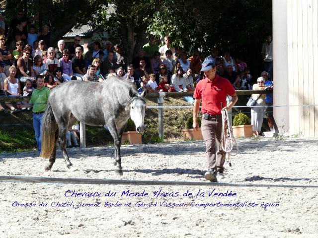 chevaux du monde au haras de la Roche sur yon [85] le 19/09/10 618566C_d_M__3