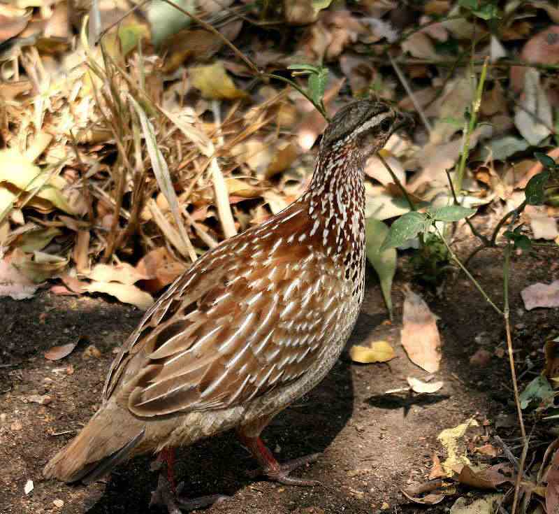 Francolin coqui 621111Coqui_ruslou3