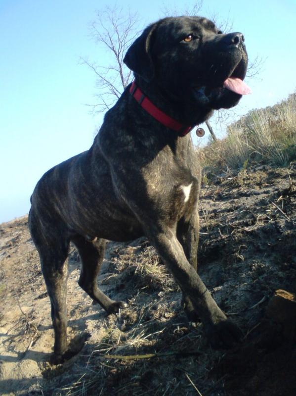 DIEGO - Cane corso mâle - 14 mois - (11) 623243diego5