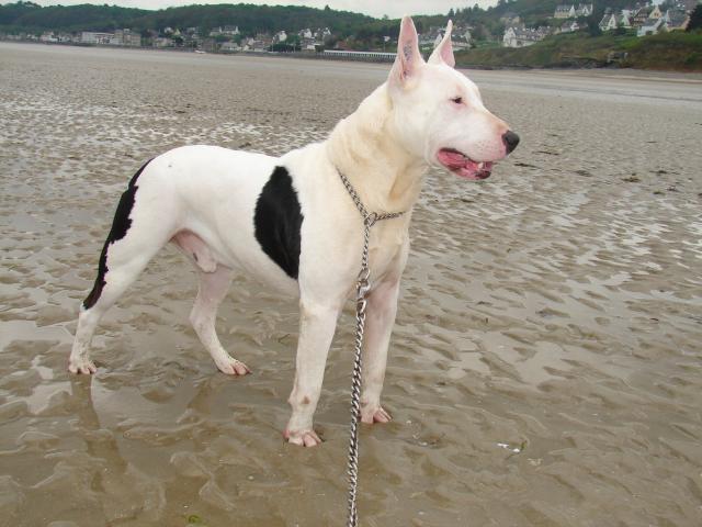 Troll type bull terrier 628756photos_024