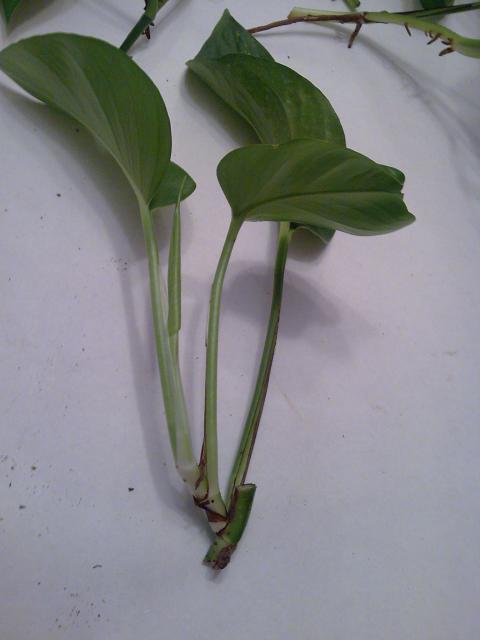 Les pothos ou scindapsus 634408bout_pothos_03