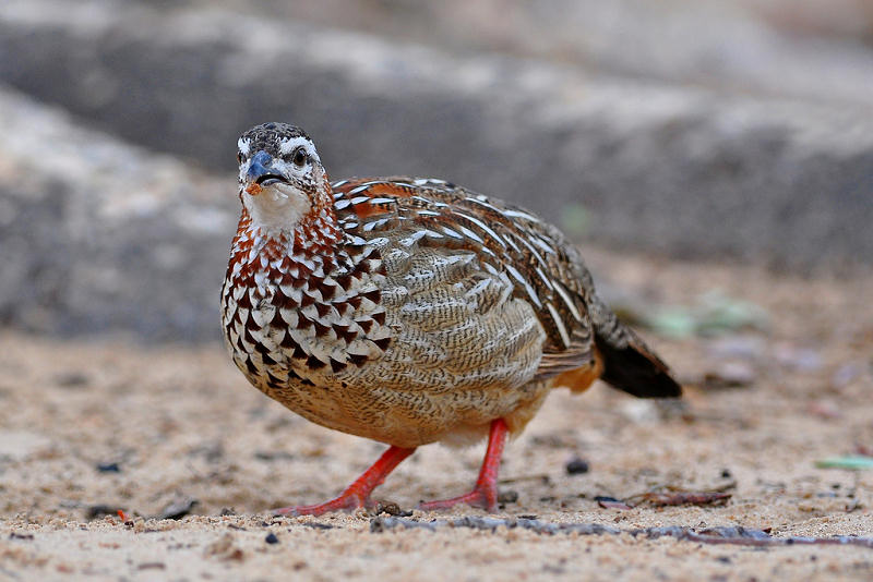 Francolin huppé 637541Crested_francolin