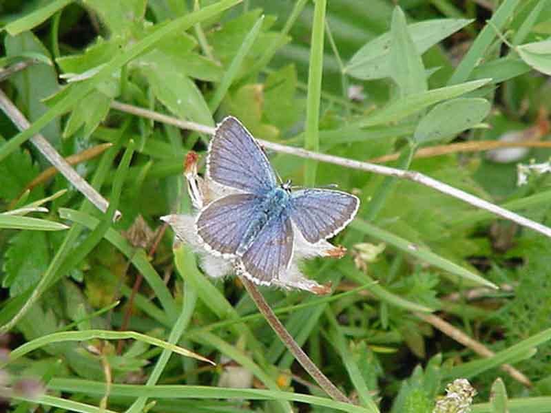 Les papillons 653232MVC_867F_Papillon_Le_sable_Polyommatus