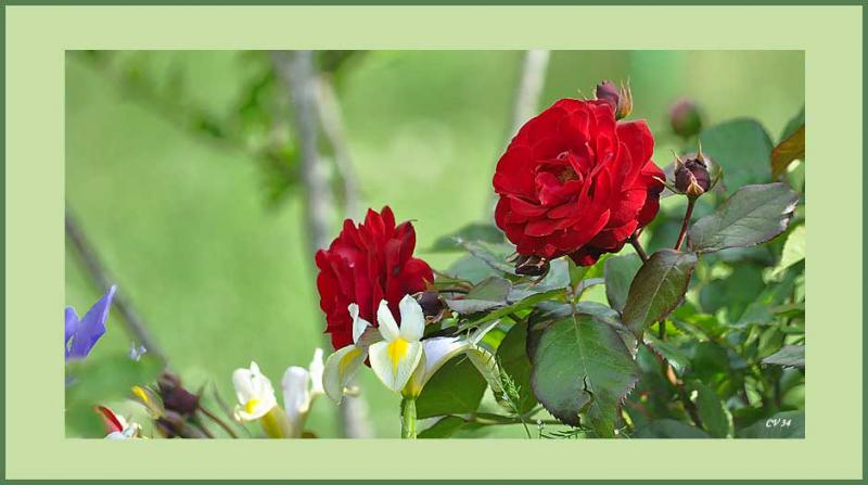 Roses et ... 659593DSC_0015_105_F2