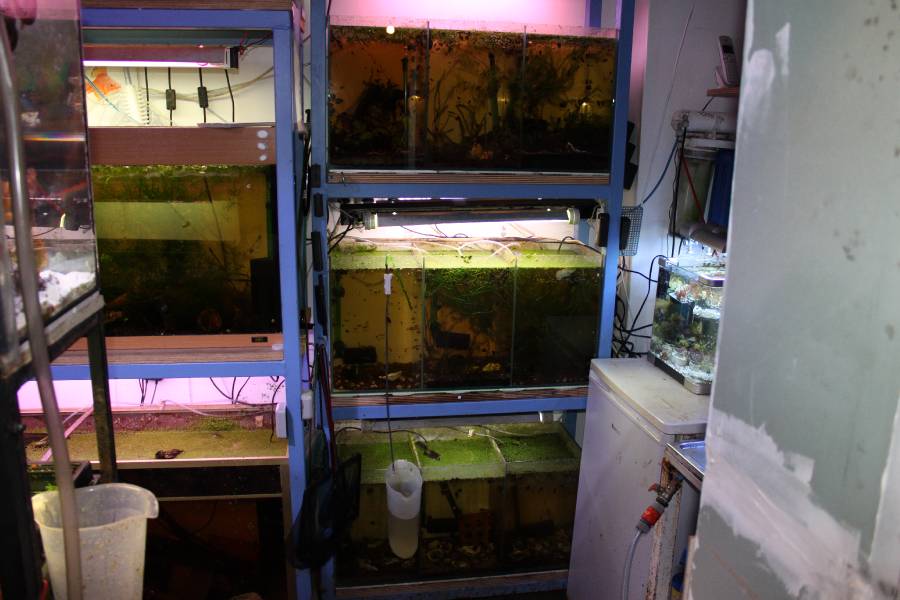 ma fishroom 662532PXR_IMG_0053