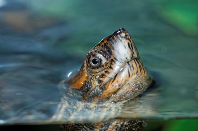 Ma Cyclemys dentata 663650IMG_6728_DxO_raw_reduite