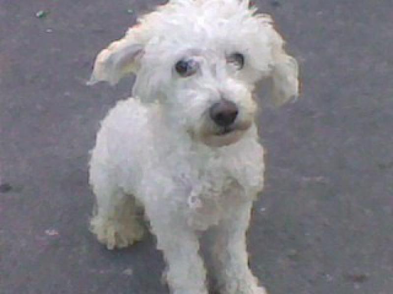 SKIPY CANICHE BLANC MALE 11 ANS - ADOPTE  6637065