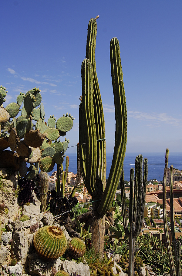 Jardin exotique de Monaco 665235_DSC0221