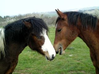 "Le Shagya"    cheval Arabe.. - Page 2 670727BILD0002