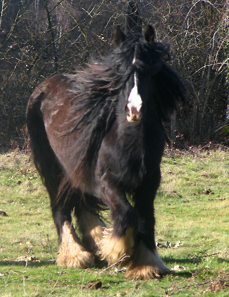 Rose Gypsy, une beauté aux Chevaux de Tan ! 671034IMG_6621