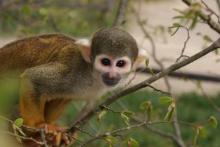 "La Vallée des Singes" 671608DSC02953