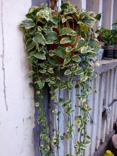 Vinca major "Variegata"  -GRANDE PERVENCHE  PANACHEE 6724689jpg