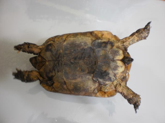 Identification d'une tortue 678894P3260134
