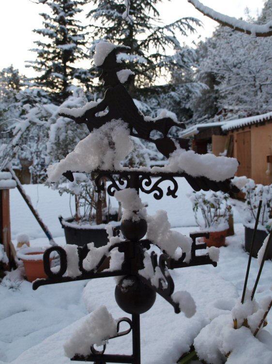 Mon jardin sous la neige ce 21 janvier 2011 6800585