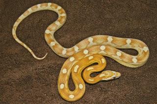 LES DIFFERENTES PHASES DE PANTHEROPHIS GUTTATUS 689203ultramel