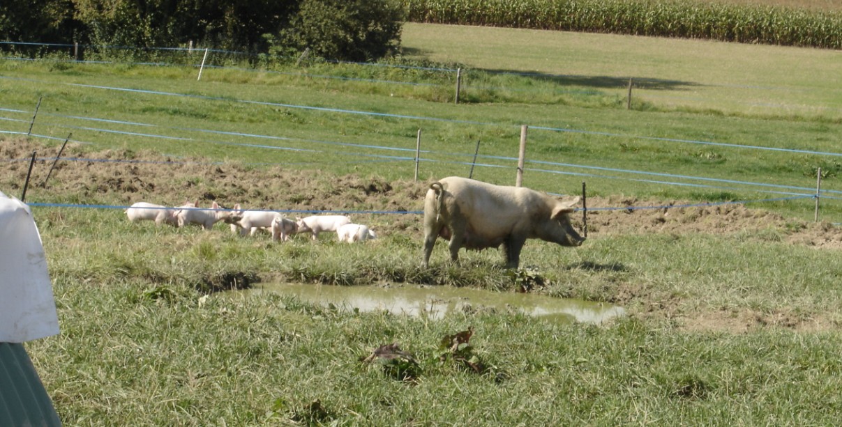 ... Mon sport c'est la randonnee pedestre en montagne 689788insolites_les_petits_cochons