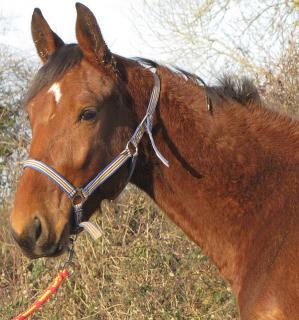 [PLACE ROLAND] UBAMIX  Un bon gros roudoudou qui vous aime déjà ! 692871ubamix1