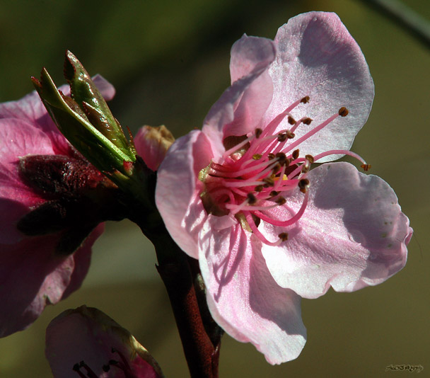 Les fleurs - Page 6 694016144