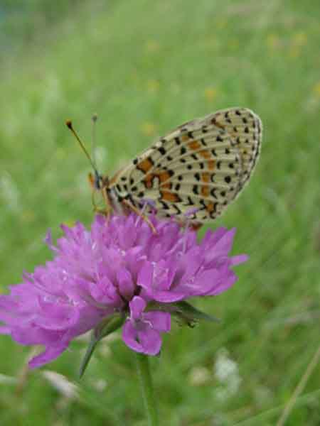 Les papillons 694372MVC_902F_papillon_Melitee_des_Centaurees