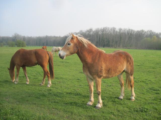 Matt Nath Voilac l'haflinger des Daltons... 694401IMG_0268_1_