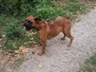 (Adopté)BOXER NON LOF A ADOPTER. Urgent.de l'aide pour un pauvre loulou 696567Photo0254