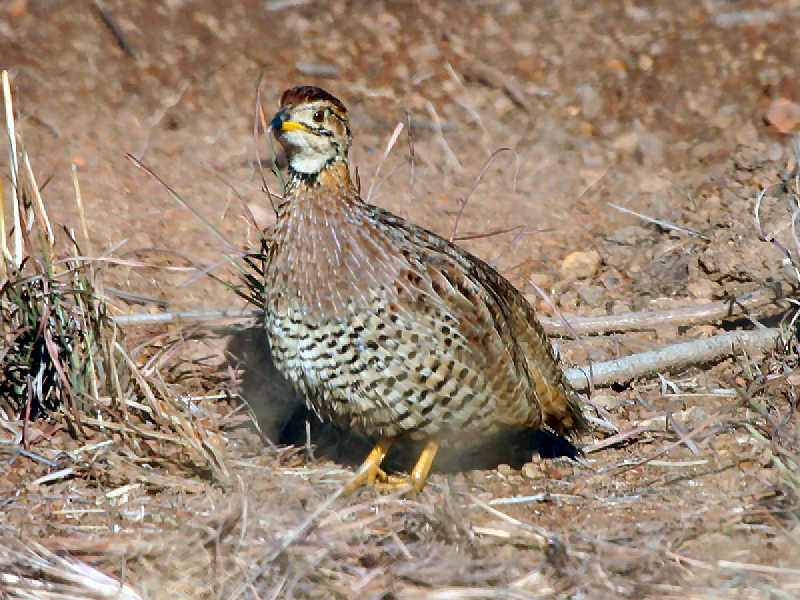 Francolin coqui 697215coqui_francolin2a