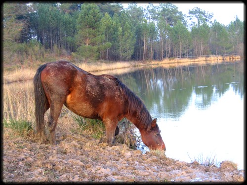 Domaine Amlalad, Berkan est vendu. - Page 4 698203Taj_10.01