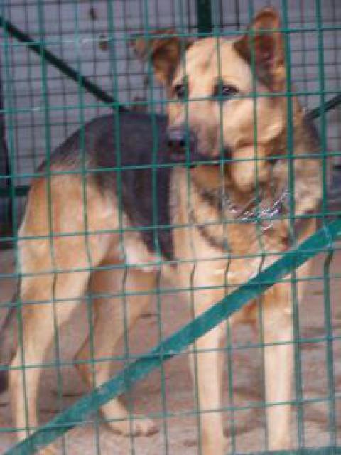   Voyou. berger allemand 7ans et demi - 2 ans de refuge! spa dole (39) 698473crbst_photo_204901