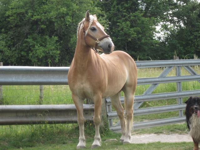 Matt Nath Voilac l'haflinger des Daltons... 702324IMG_3126