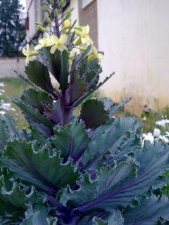 Brassica oleracea-Le Chou d'ornement 702415Photo000