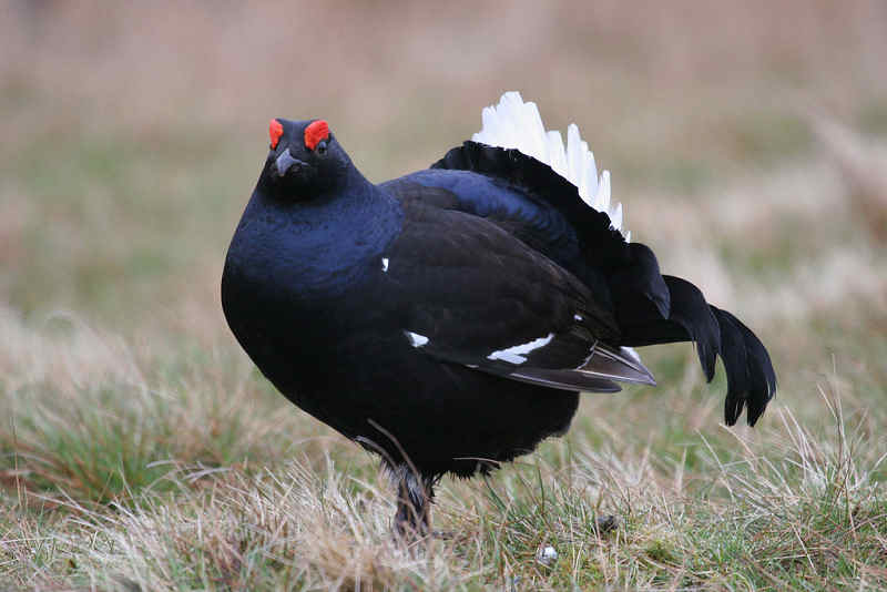 Le tétras lyre 70968Black_grouse3