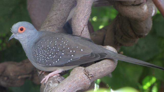 etymologie des espèces du genre Geopelia 710459xxxxx_015