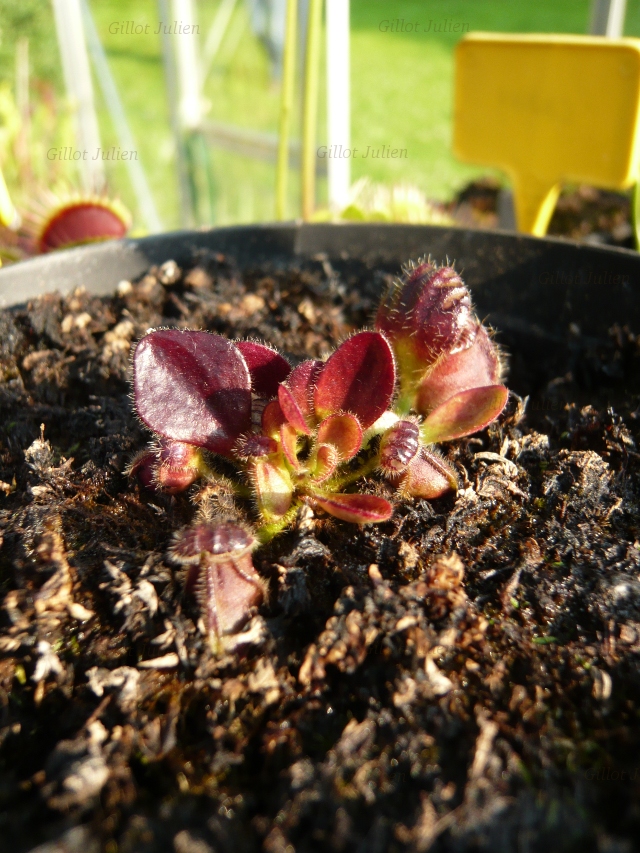 Sans déconner...  710956Cephalotus