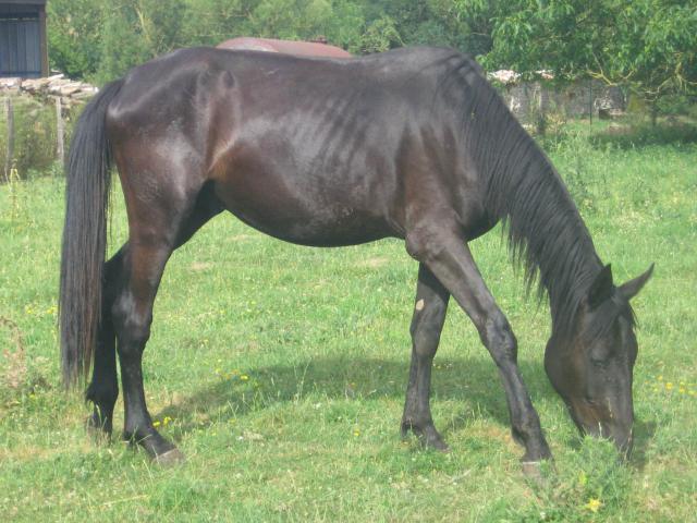 BLACK (2010), Unistar du Caux (2011) et plume971!!! 711640IMG_6208