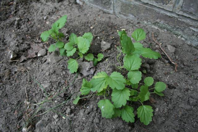 JDC JIMSONWEED (Picardie, Oise) 71707Photo_060510_1