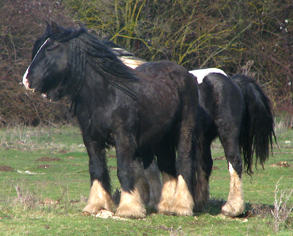 Gypsy Rose - Rose Gypsy, une beauté aux Chevaux de Tan ! 717504IMG_6633