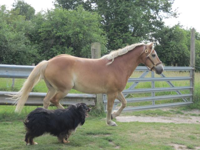 Matt Nath Voilac l'haflinger des Daltons... 732352IMG_3124