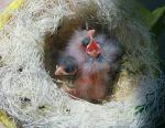 Canari ou Serin (Serinus canaria) 7370006_JOURS