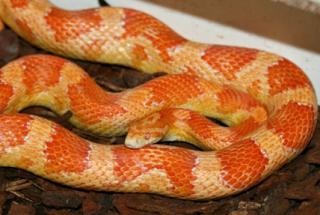 LES DIFFERENTES PHASES DE PANTHEROPHIS GUTTATUS 749993sunglow