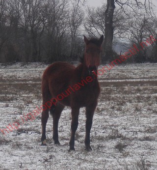 VÉNUS - ONC selle née en 2009 - adoptée en mars 2010 par ltissier 752793photos_mars_2010_097