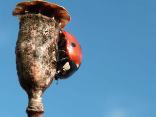 Premières macro avec mon FZ38 - l'automne vu de plus prés 7601366_coccinelle_sur_coquelicot_avec_ciel