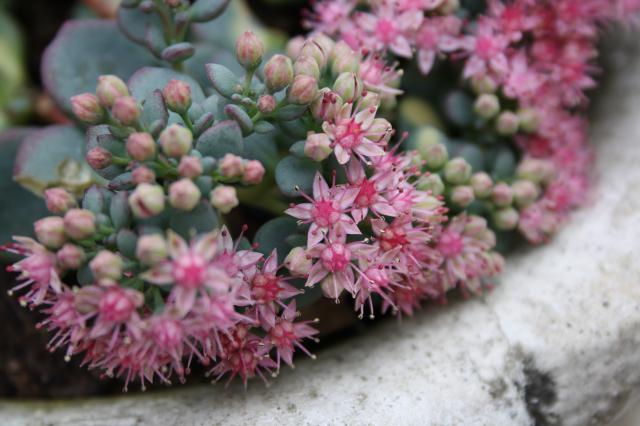 [ Hylotelephium sieboldii ]sedum sieboldii variegata 760450IMG_0056