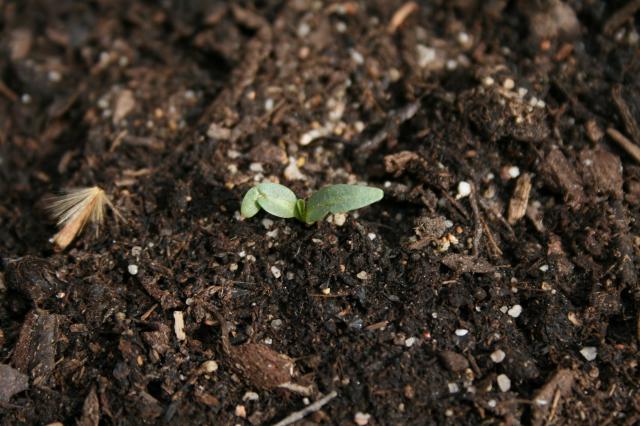 JDC JIMSONWEED (Picardie, Oise) 761045Photo_060510_3